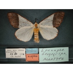 /filer/webapps/moths/media/images/B/bergeri_Epanaphe_AT_RMCA_01.jpg