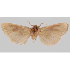 /filer/webapps/moths/media/images/V/venata_Sciomesa_HT_NHMUKb.jpg