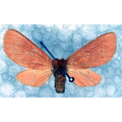 /filer/webapps/moths/media/images/S/subincarnata_Metarctia_PT_RBINS_01.jpg