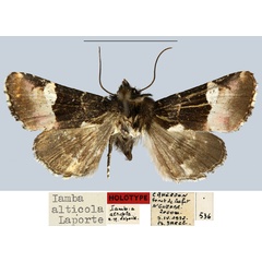 /filer/webapps/moths/media/images/A/alticola_Iamba_HT_MNHN.jpg