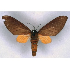 /filer/webapps/moths/media/images/M/monotonia_Balacra_STF_ZMHB_01.jpg