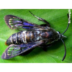 /filer/webapps/moths/media/images/X/xanthogaster_Felderiola_A_Young.jpg