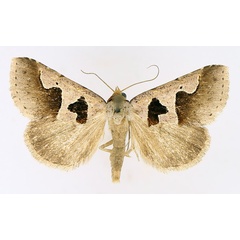 /filer/webapps/moths/media/images/A/atripuncta_Anoba_AM_TMSA_01.jpg