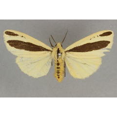 /filer/webapps/moths/media/images/S/scita_Epilacydes_HT_BMNH.jpg