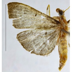 /filer/webapps/moths/media/images/L/lunatalis_Herpetogramma_HT_ZSM.jpg