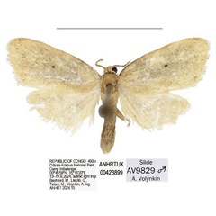 /filer/webapps/moths/media/images/G/gablerinus_Spatulosia_AM_ANHRT.jpg