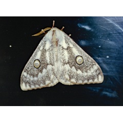 /filer/webapps/moths/media/images/W/wallengrenii_Usta_A_Roland_02.jpg