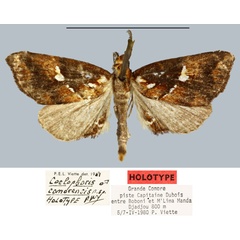 /filer/webapps/moths/media/images/C/comorensis_Coelophoris_HT_MNHN.jpg