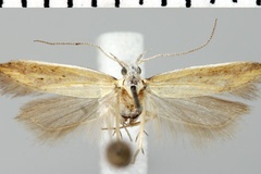 Athrips phoenaula