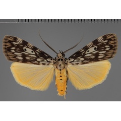/filer/webapps/moths/media/images/A/agnesae_Sommeria_AM_Fiebig.jpg