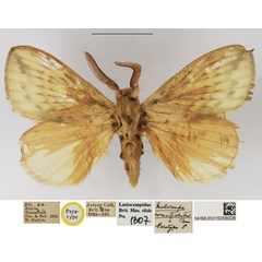 /filer/webapps/moths/media/images/C/cornutiventris_Mallocampa_PTM_NHMUK.jpg