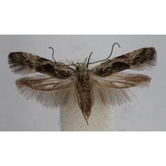 /filer/webapps/moths/media/images/A/agricola_Anarsia_A_Bidzilya.jpg