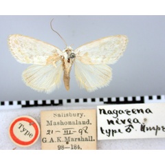 /filer/webapps/moths/media/images/N/nivea_Westermannia_HT_BMNH.jpg