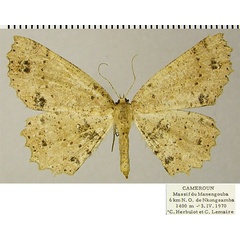 /filer/webapps/moths/media/images/A/ansorgeata_Geolyces_AF_ZSM.jpg