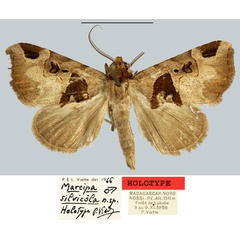 /filer/webapps/moths/media/images/S/silvicola_Marcipa_HT_MNHN.jpg