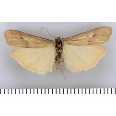 /filer/webapps/moths/media/images/M/maritimum_Entephrilema_HT_TMSA.jpg