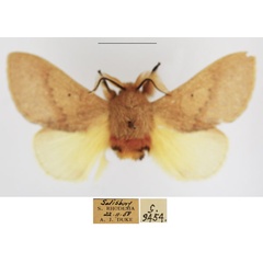 /filer/webapps/moths/media/images/S/sanguicincta_Leptometa_AM_TMSA_02.jpg