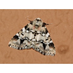 /filer/webapps/moths/media/images/M/melanoleuca_Tegiapa_A_oland_01.jpg