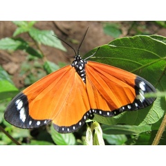 /filer/webapps/moths/media/images/E/erici_Aletis_A_Buckham-Bonnet_01.jpg