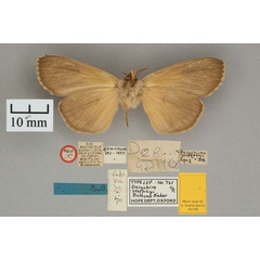 /filer/webapps/moths/media/images/G/geoffreyi_Dasychira_AT_OUMNH_02.jpg