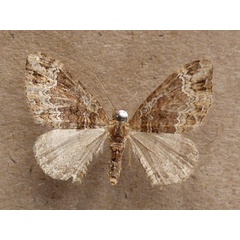 /filer/webapps/moths/media/images/T/transjugata_Xanthorhoe_A_Butler.jpg