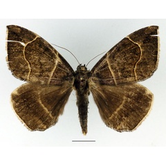 /filer/webapps/moths/media/images/D/durfa_Achaea_A_Basquin.jpg