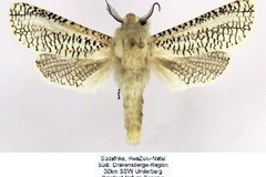 Azygophleps defreinai