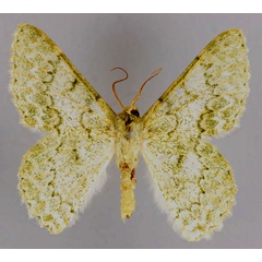 /filer/webapps/moths/media/images/A/abyssiniaria_Pingasa_A_ZSM_01.jpg