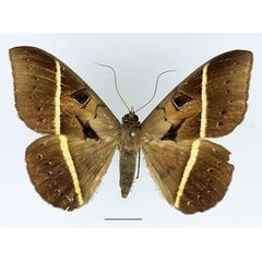 /filer/webapps/moths/media/images/J/joa_Cyligramma_A_Basquin_05.jpg