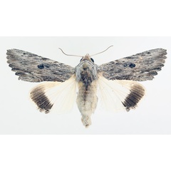 /filer/webapps/moths/media/images/A/amphix_Lyncestis_AM_TMSA_01.jpg