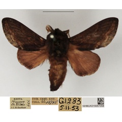 /filer/webapps/moths/media/images/J/jamiesoni_Eutricha_AM_NHMUK.jpg
