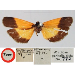 /filer/webapps/moths/media/images/L/limbata_Dyphlebia_HT_BMNH.jpg