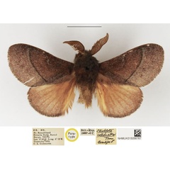 /filer/webapps/moths/media/images/C/collenettei_Streblote_PTM_NHMUK.jpg