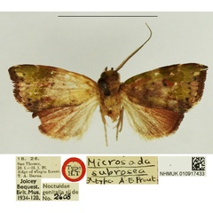 /filer/webapps/moths/media/images/S/subrosea_Microzada_HT_NHMUK.jpg