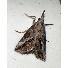 /filer/webapps/moths/media/images/P/poecilopa_Zekelita_A_Roland_01_pRkTKLi.jpg