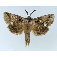 /filer/webapps/moths/media/images/M/meridialis_Arbelodes_AM_TMSA_01.jpg