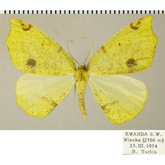 /filer/webapps/moths/media/images/C/curvimargo_Epigynopteryx_AF_ZSM.jpg