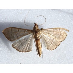 /filer/webapps/moths/media/images/A/ablactalis_Poliobotys_A_Goff_02.jpg