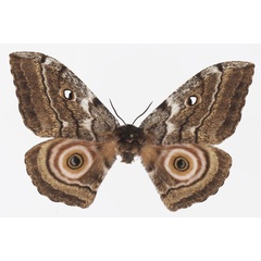 /filer/webapps/moths/media/images/M/maja_Gynanisa_AF_Basquin.jpg
