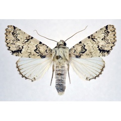 /filer/webapps/moths/media/images/M/marmorifera_Bamra_A_NHMO.jpg