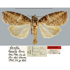 /filer/webapps/moths/media/images/B/basalis_Garella_HT_MNHN.jpg