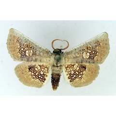 /filer/webapps/moths/media/images/G/guttulata_Cecidothyris_AM_TMSA_01.jpg