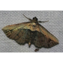 /filer/webapps/moths/media/images/S/semiscripta_Lophoruza_A_Jorpeland_NU3Jrhu.jpg