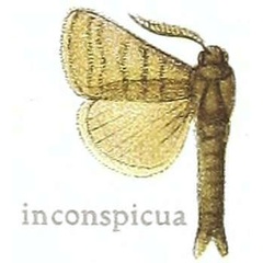 /filer/webapps/moths/media/images/I/inconspicua_Metarbela_HT_NHMUK.jpg