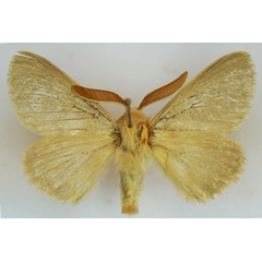 /filer/webapps/moths/media/images/D/decolorata_Lasiocampa_AM_Stroehle_02.jpg