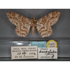 /filer/webapps/moths/media/images/D/dactylata_Cleora_PT_RMCA_01.jpg