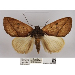 /filer/webapps/moths/media/images/O/obliterata_Metaleptina_AF_NHMUK_01.jpg