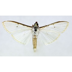 /filer/webapps/moths/media/images/V/vitrealis_Palpita_AF_ISEA_01.jpg