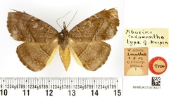 /filer/webapps/moths/media/images/E/endoxantha_Aburina_HT_BMNH.jpg