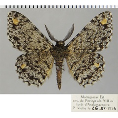 /filer/webapps/moths/media/images/C/coryphocycla_Hypomecis_AM_ZSMa.jpg